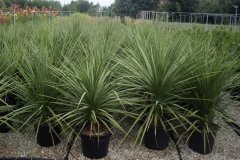 Dracena indivisa (cordyline) 